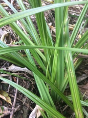 Carex geminata