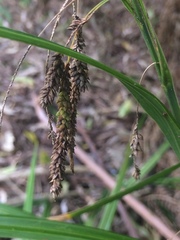 Carex geminata