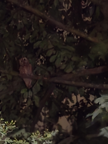 View observation of {o.common_name} on iNaturalist