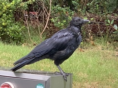 Corvus macrorhynchos
