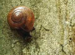 Macrochlamys nitidissima