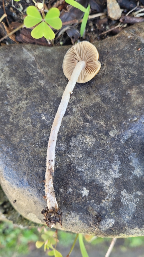 Psilocybe subaeruginosa · May 2025 · photo: © eyrezer (iNaturalist, cc-by)