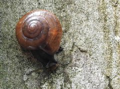 Macrochlamys nitidissima