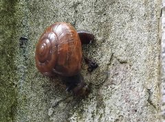 Macrochlamys nitidissima