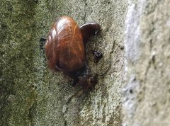 Macrochlamys nitidissima