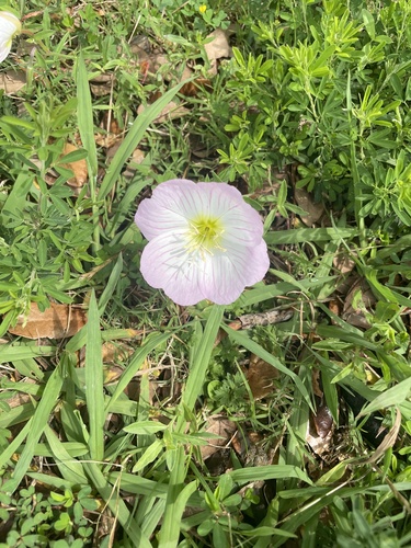 Oenothera speciosa iNat (3)