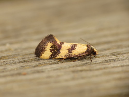 Olbonoma triptycha