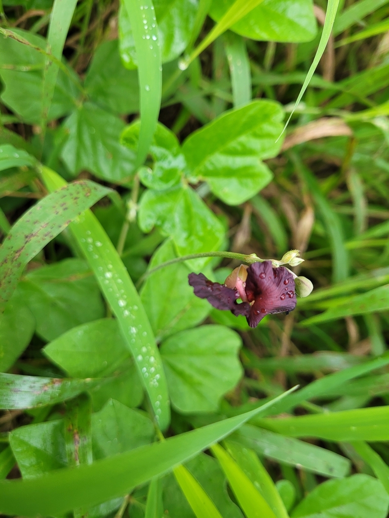 Phaseolus