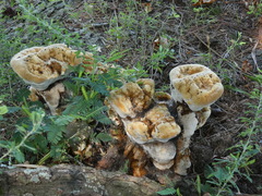 Pseudoinonotus