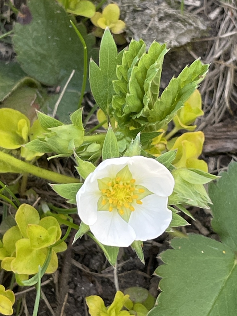 Fragaria