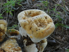Pseudoinonotus