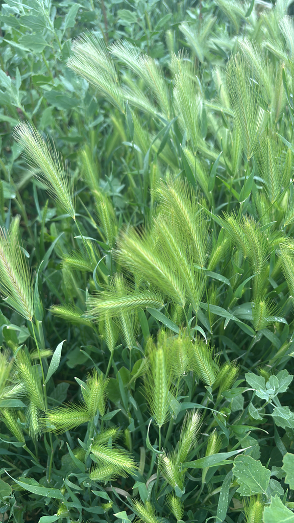 Triticum