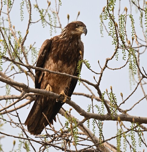 Bald Eagle photographed in Missouri