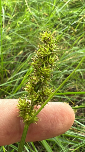 Dense sedge (Carex densa)