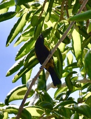 Icterus melanopsis