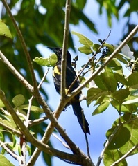 Icterus melanopsis