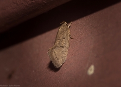 Syncometes vilis
