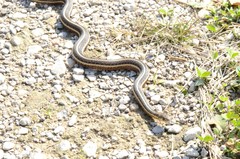 Thamnophis butleri