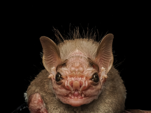 Wrinkle-faced Bat
