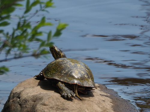 Painted Turtle