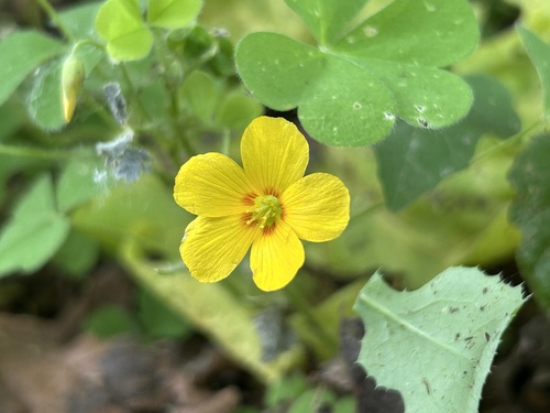 How to identify Oxalis suksdorfii Trel.