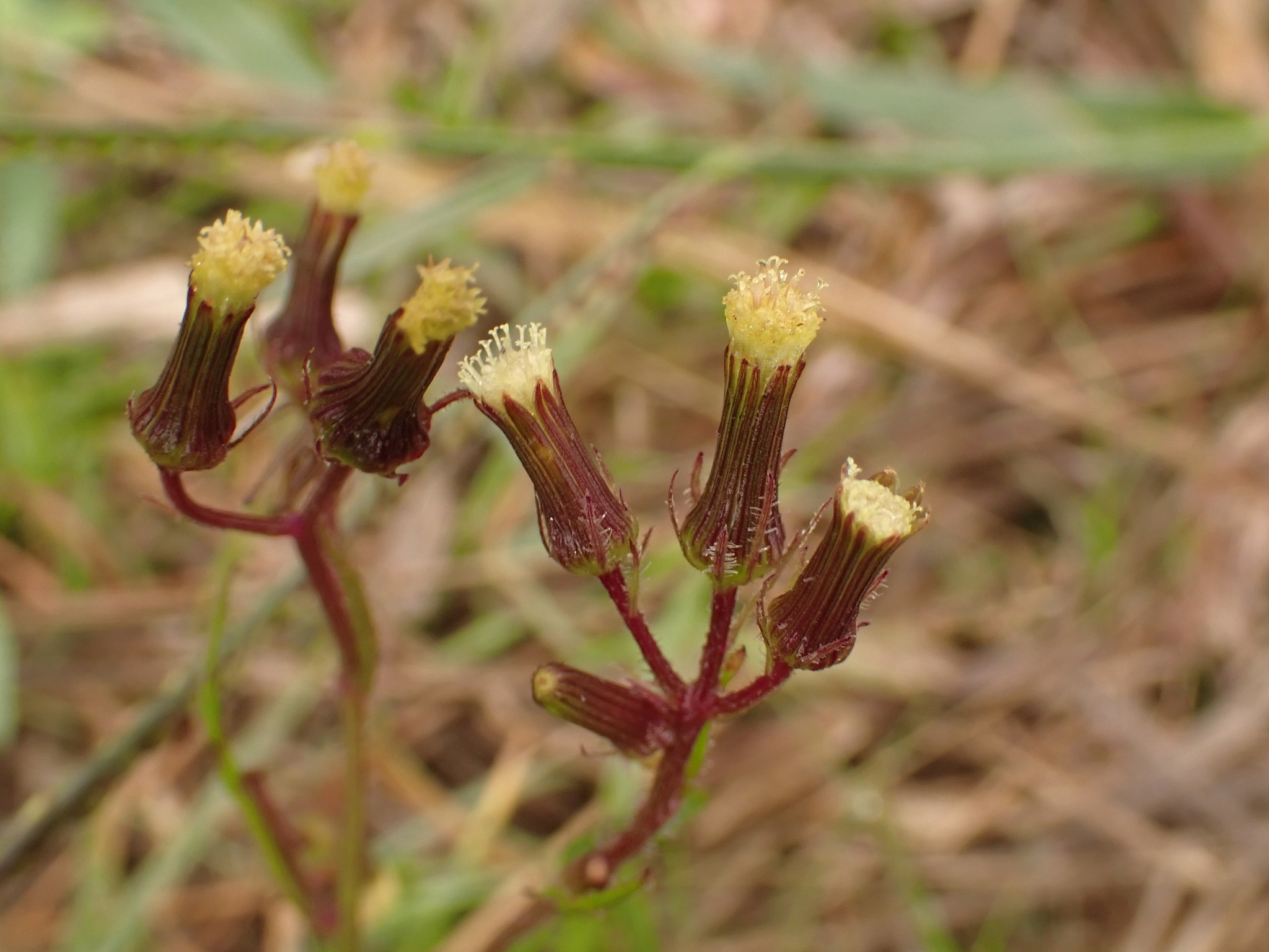 Erechtites ignobilis