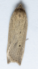 Gonioterma mistrella