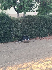 Aphelocoma californica