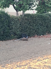 Aphelocoma californica