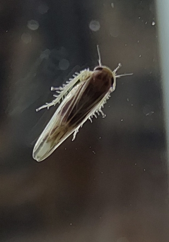 Balclutha rubrostriata observed 2025-05-29
