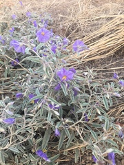 Solanum elaeagnifolium
