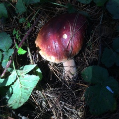Boletus edulis grandedulis