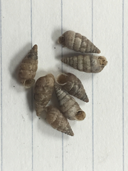 Microceramus texanus