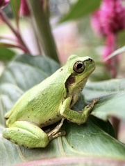 Hyla japonica