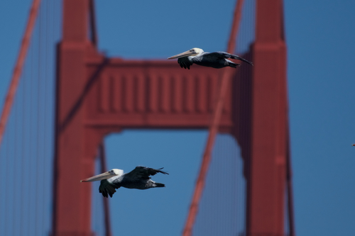 Brown Pelican photographed in California