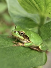 Hyla japonica