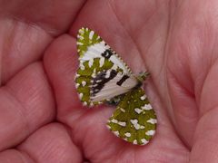 Euchloe crameri
