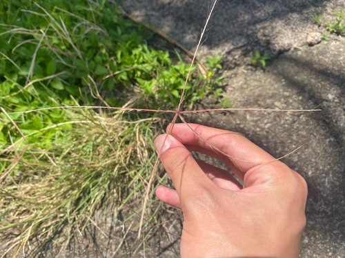 Chloris divaricata observed 2025-05-29