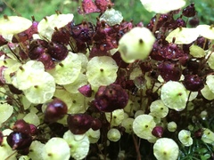 Splachnum luteum