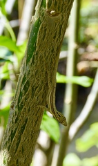 Anolis argillaceus