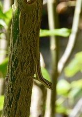 Anolis argillaceus