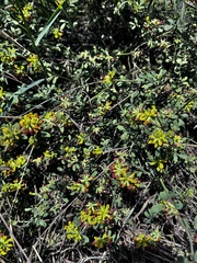 Acmispon junceus, photograph author not stated, no rights reserved