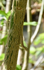 Anolis argillaceus