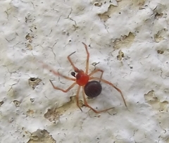 Ruborridion musivum