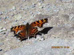 Polygonia faunus