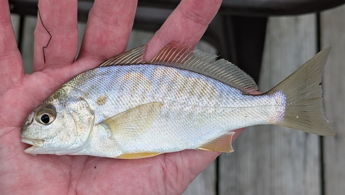 Leiostomus xanthurus