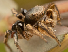 Habronattus schlingeri