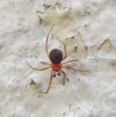 Ruborridion musivum