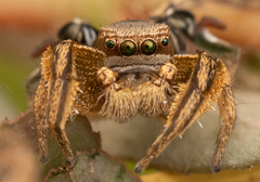 Habronattus schlingeri