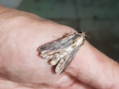 Aegilia describens